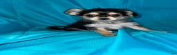 Morkie dogs for sale: Morkie 3 - Ad 4