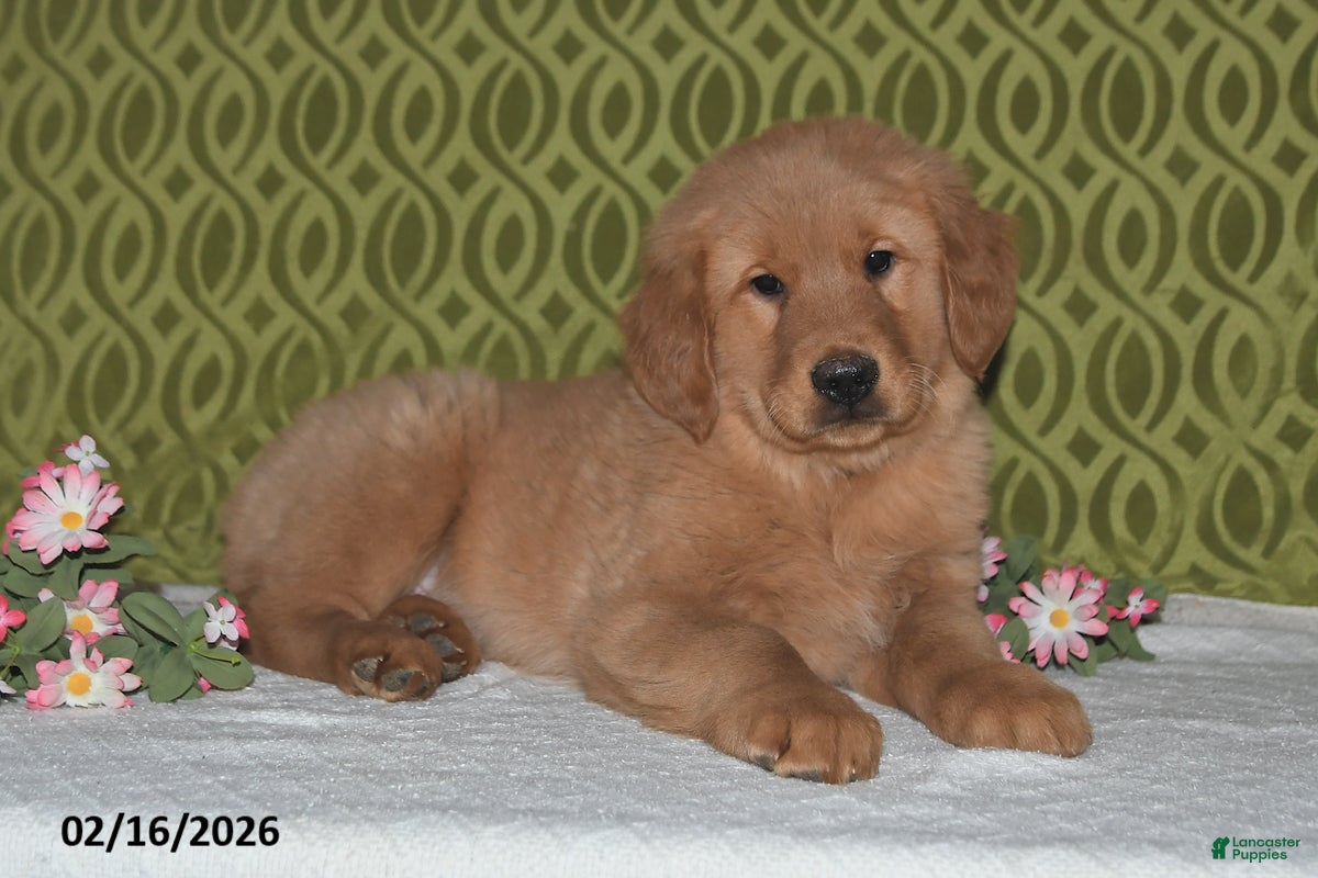 Golden Retriever dogs Canyon - Ad 2