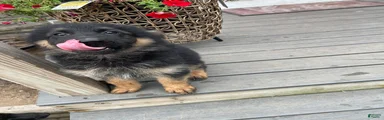 German Shepherd 3