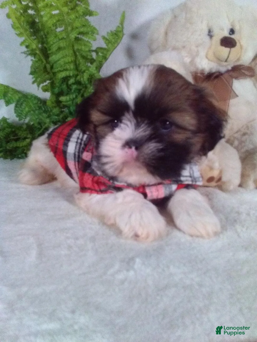 Shih Tzu dogs for sale: Chewy - Ad 2