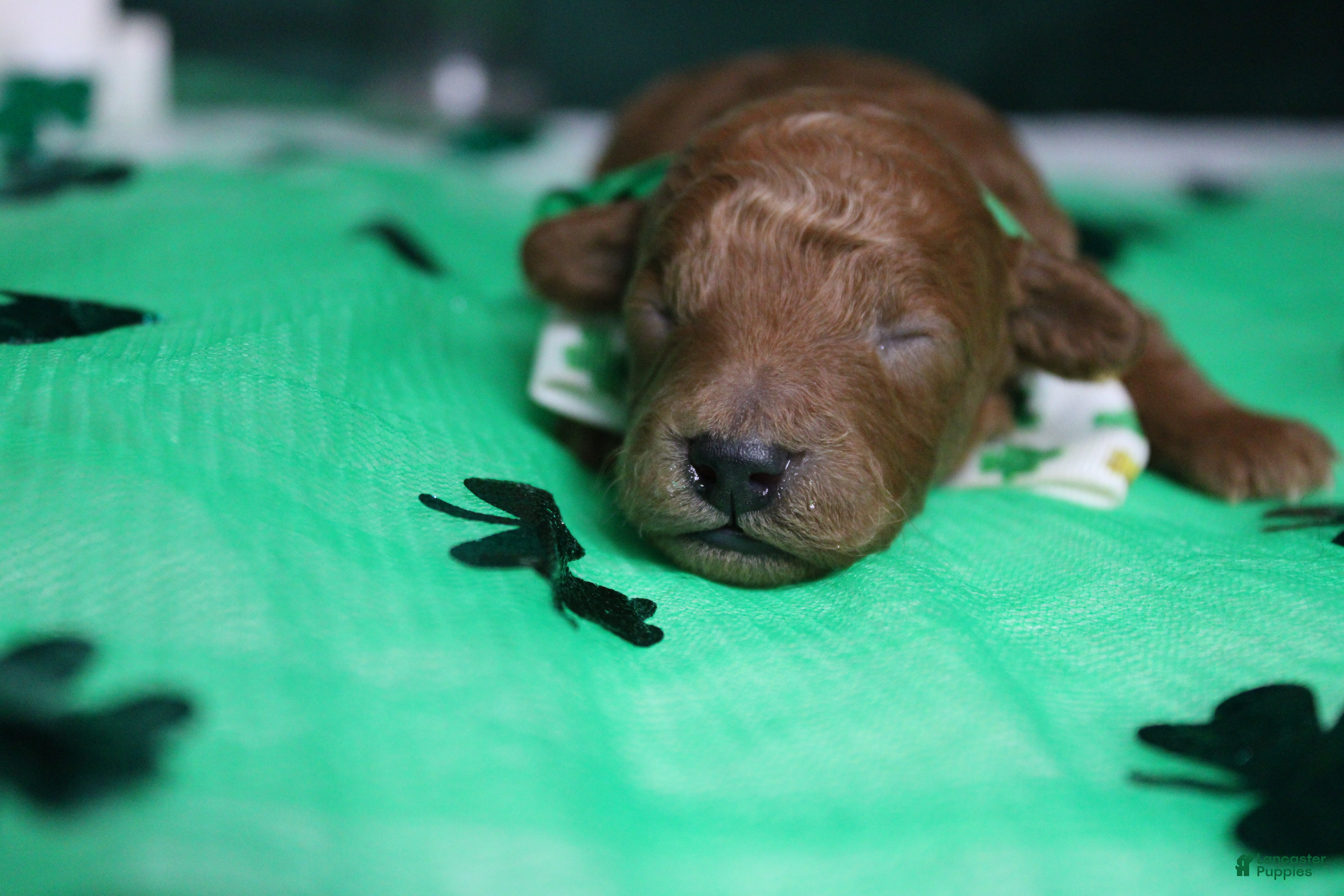 Toy Poodle dogs Andy  - Ad 8