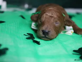 Toy Poodle dogs Andy - Ad 11