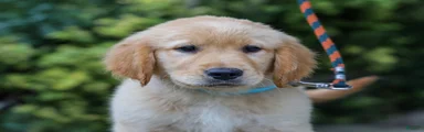 Adam ACA Golden Retriever Pup