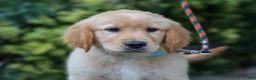Golden Retriever dogs for sale: Adam ACA Golden Retriever Pup - Ad 1