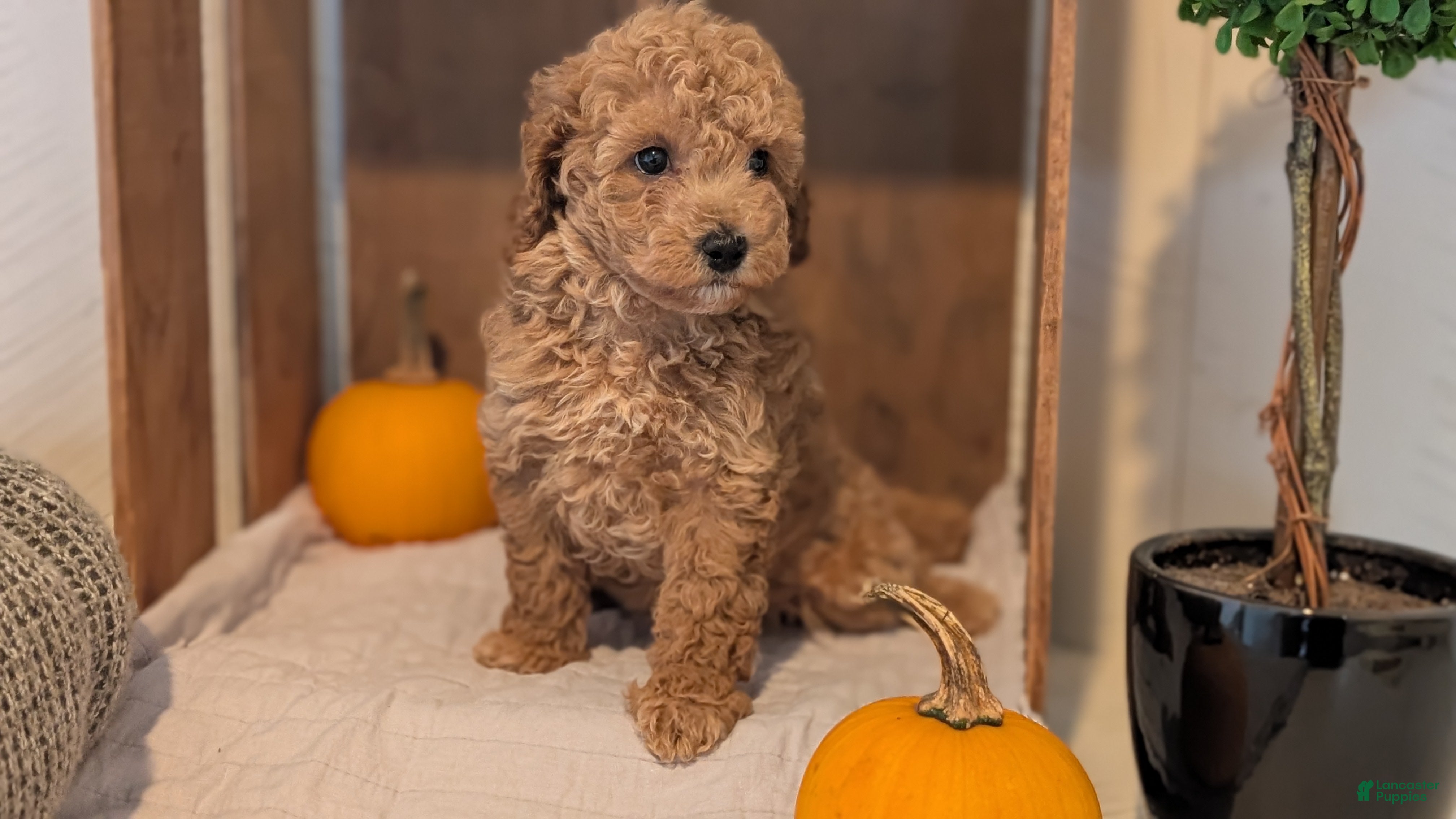 Miniature Poodle dogs Lady  - Ad 2