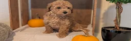 Miniature Poodle dogs for sale: Lady  - Ad 2