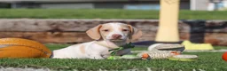 Miniature Dachshund dogs for sale: Jackson - Ad 4