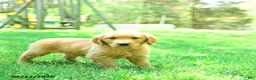 Golden Retriever dogs for sale: Paws - Ad 2