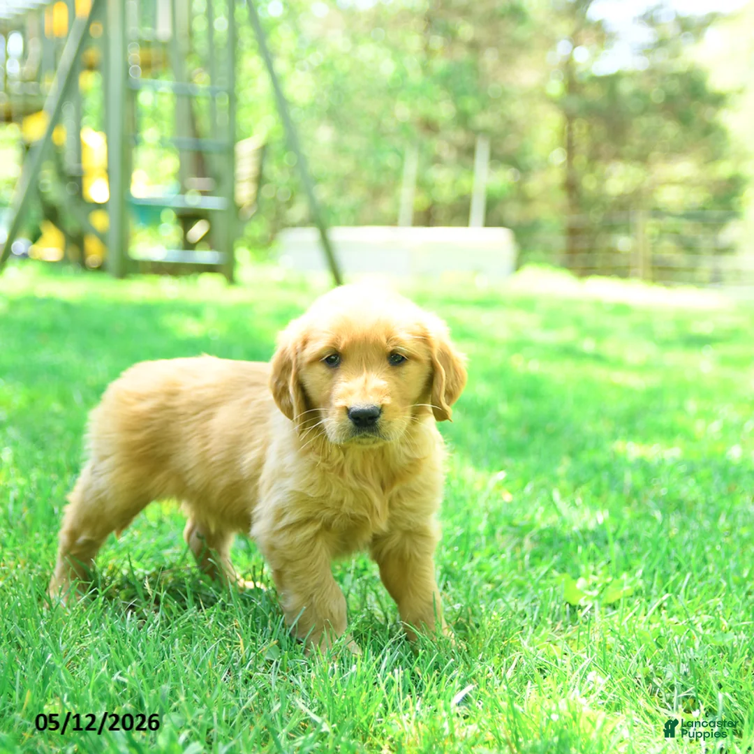 Golden Retriever dogs for sale: Paws - Ad 2