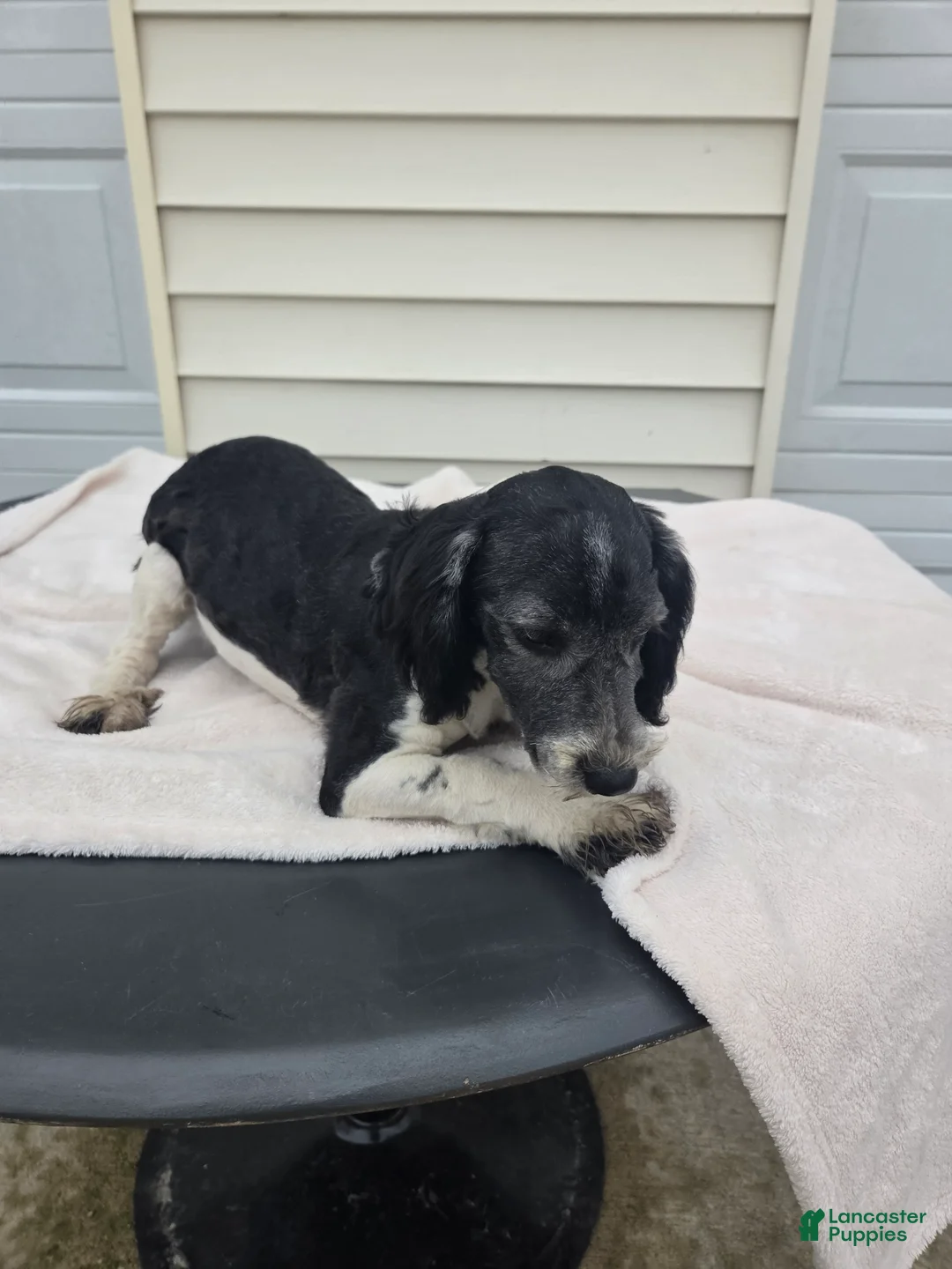 Mini Aussiedoodle dogs for sale: Curly - Ad 8