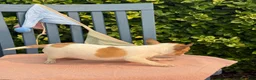Chihuahua dogs for sale: Honey - Ad 19