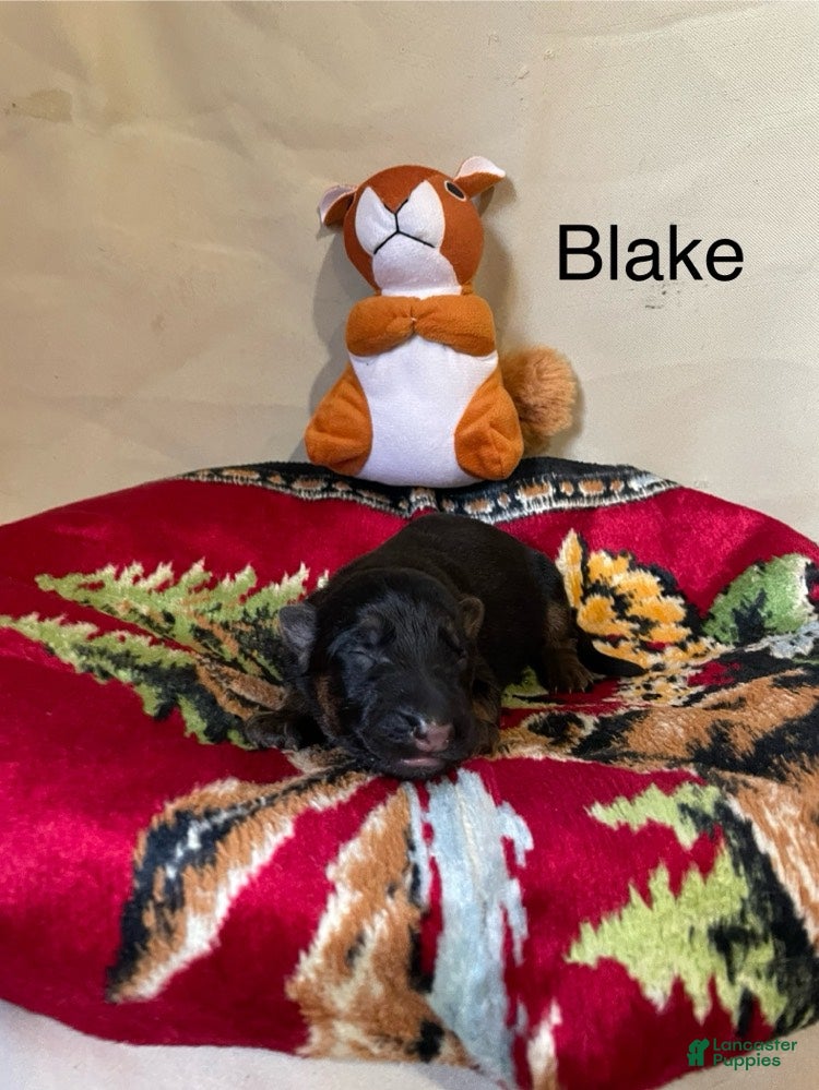 German Shepherd dogs for sale: Blake - Ad 2