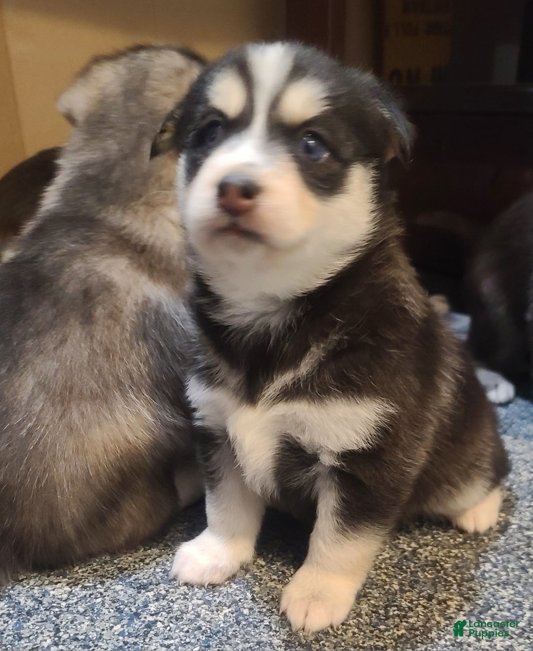 Pomsky dogs for sale: Roxy - Ad 9