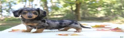 Miniature Dachshund dogs for sale: Skylar - Ad 6