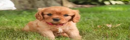 Cavalier King Charles Spaniel dogs for sale: Luna Cavalier King Charles Spaniel  - Ad 7