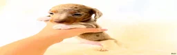 Miniature Dachshund dogs for sale: AKC Belle  - Ad 2