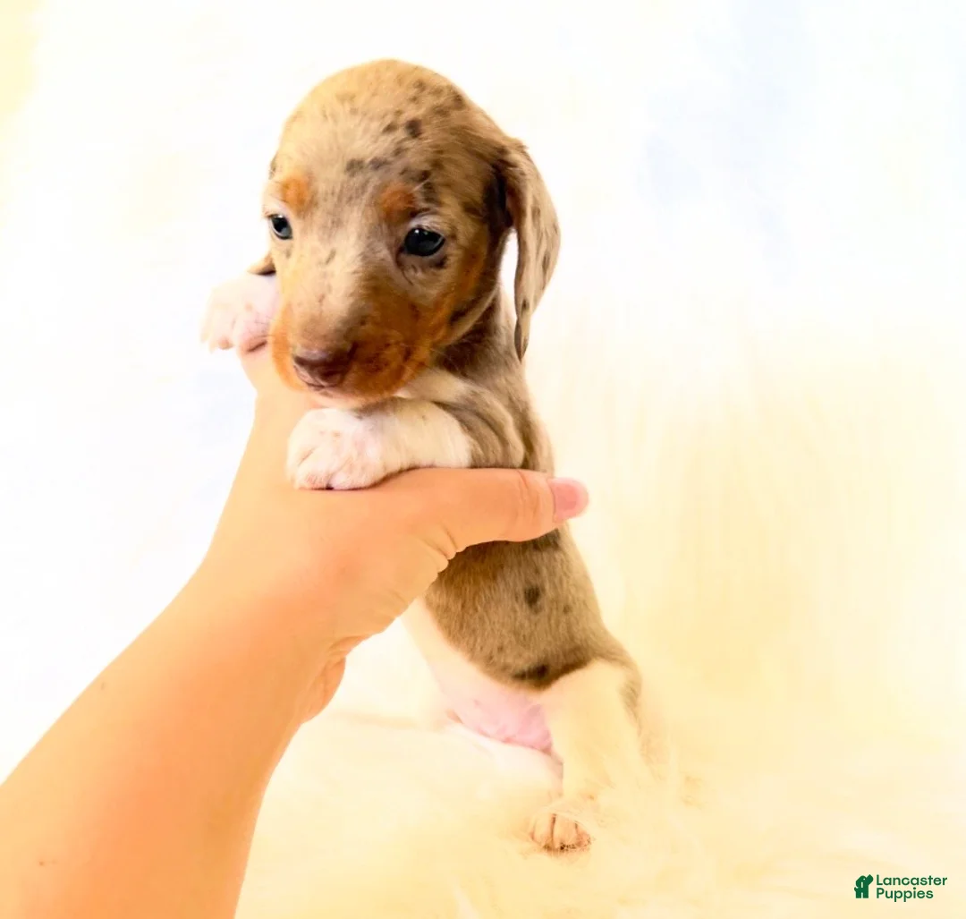 Miniature Dachshund dogs for sale: AKC Belle  - Ad 2
