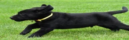 Labrador Retriever dogs for sale: Wyatt - Ad 7