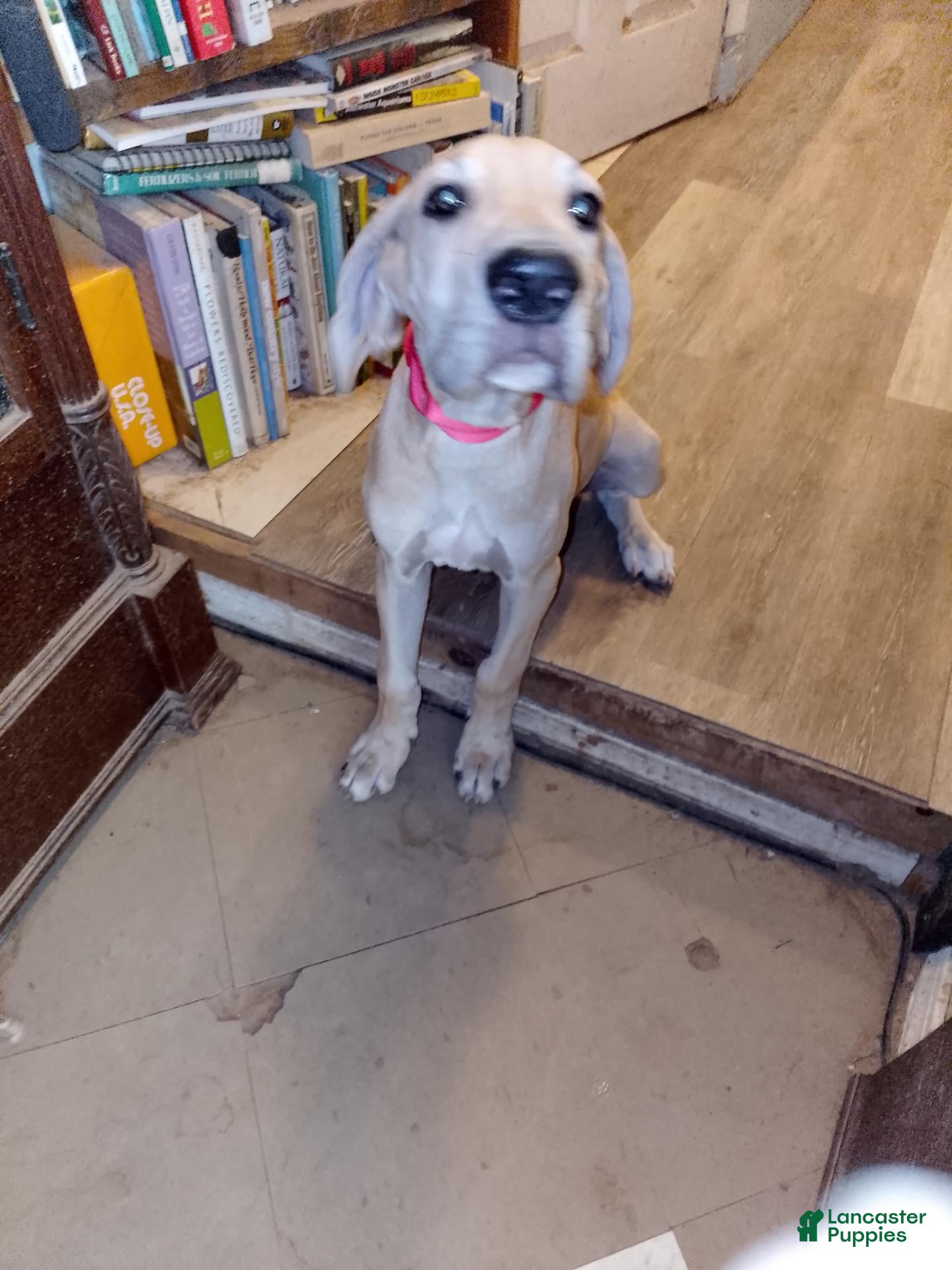 Great Dane dogs Fawn Female - Ad 14