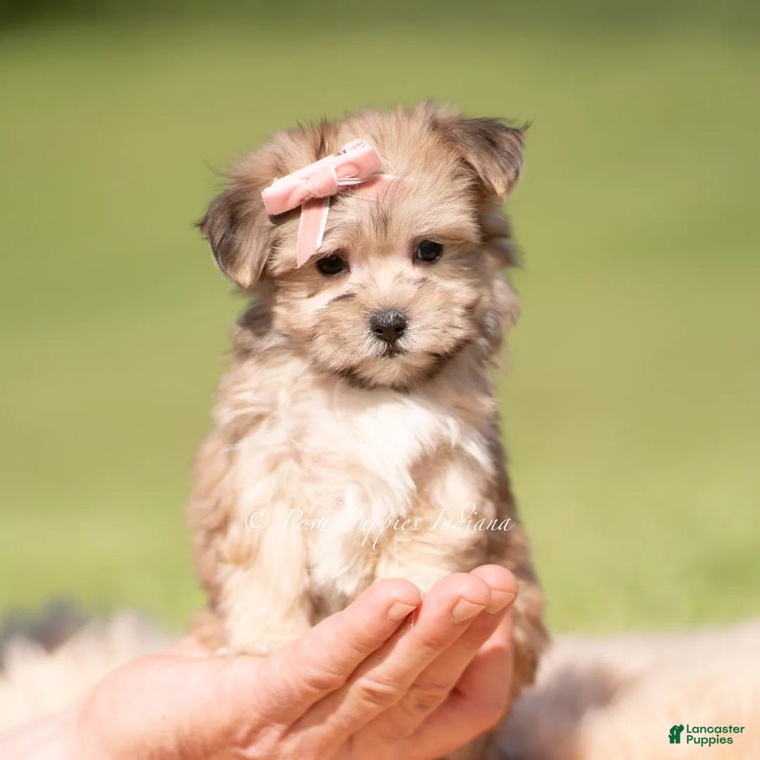 Morkie dogs for sale: Sundae F1 - Ad 1