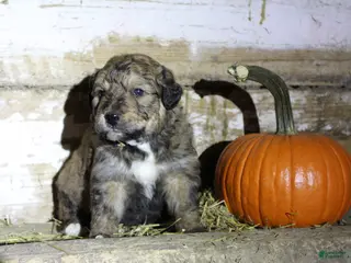 Mixed Breed dogs Canaan - Ad 4