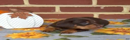 Miniature Dachshund dogs for sale: Mocha - Ad 7