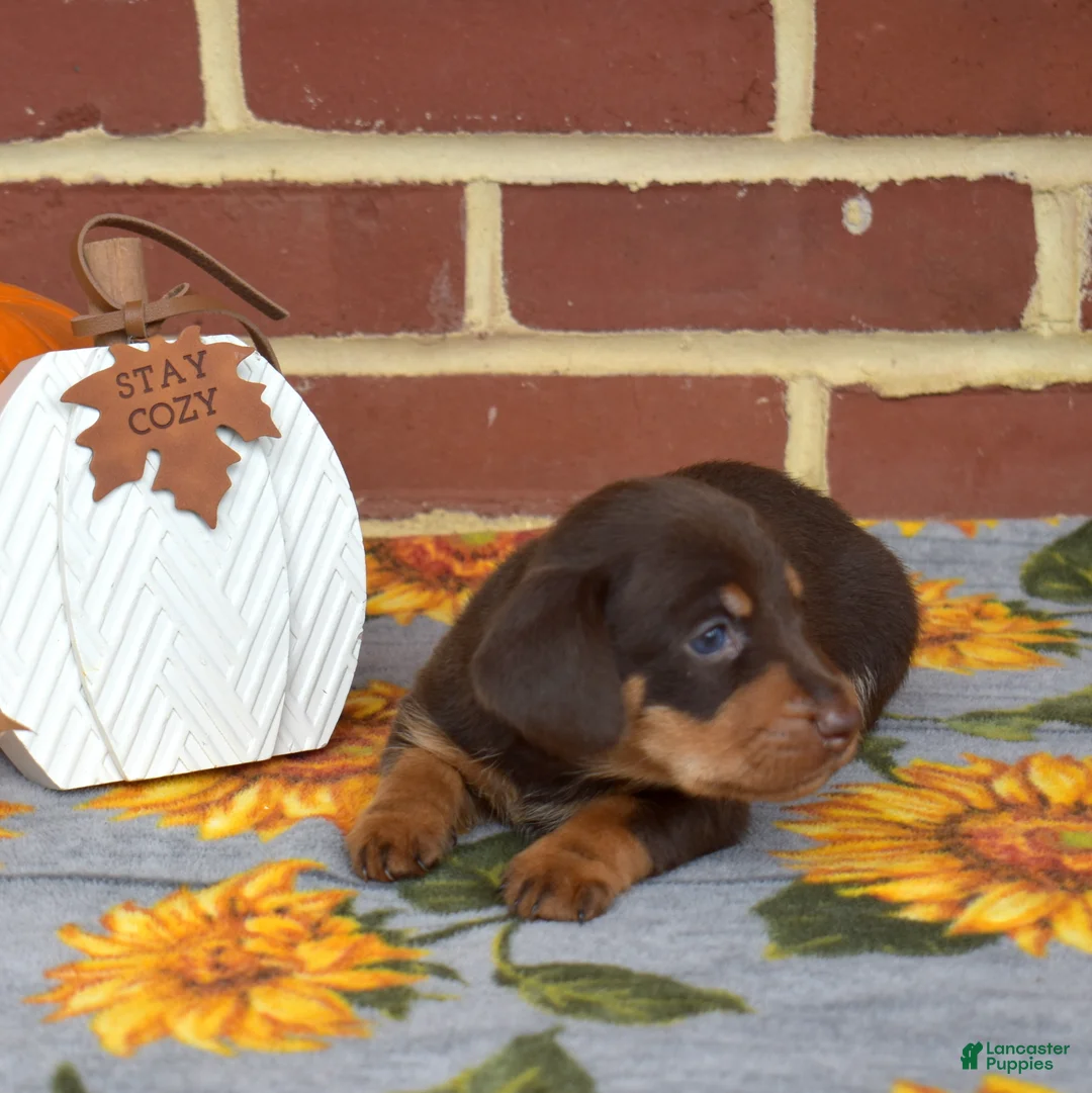 Miniature Dachshund dogs for sale: Mocha - Ad 7