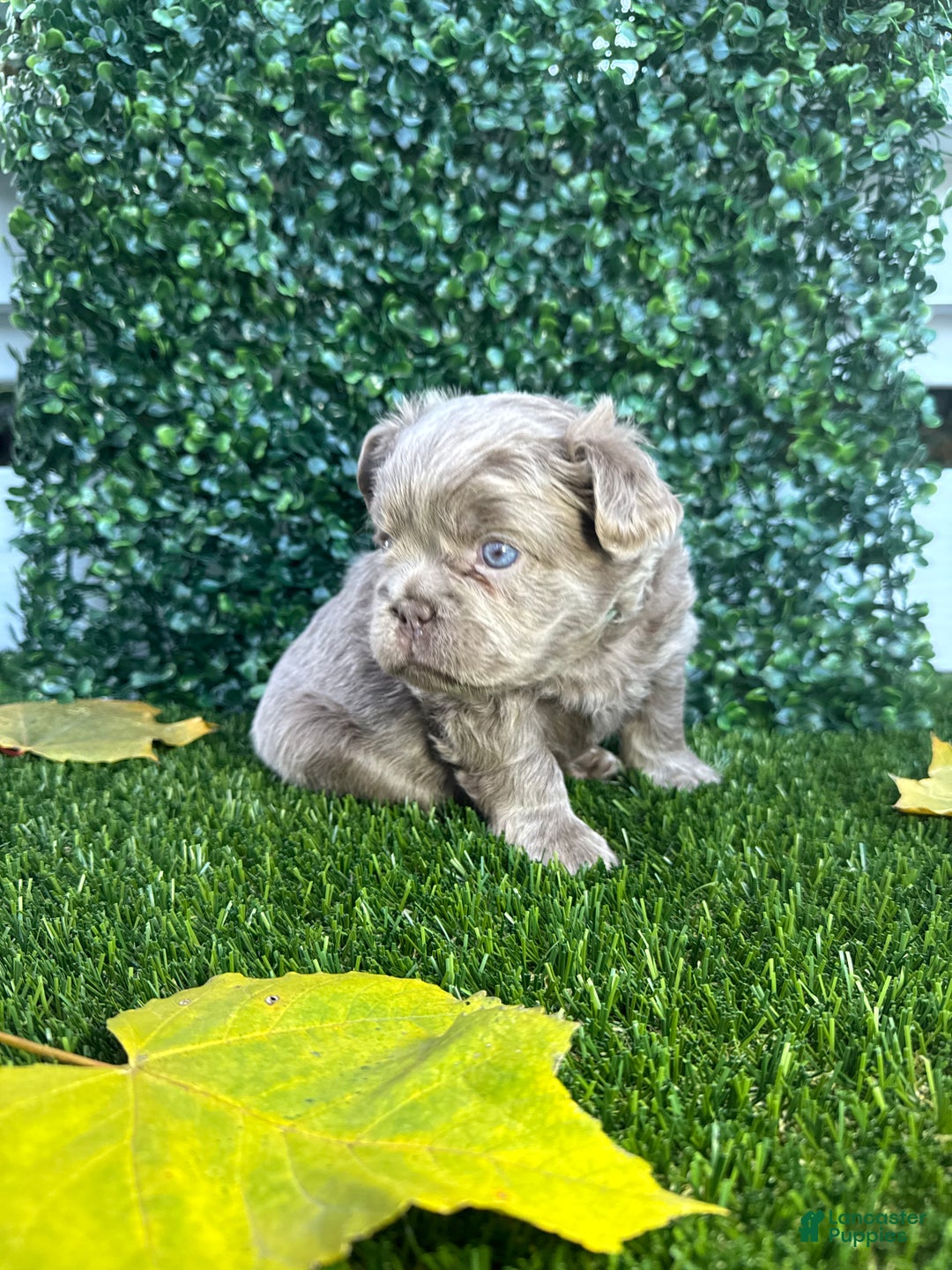 French Bulldog dogs for sale: Ocean - Ad 4