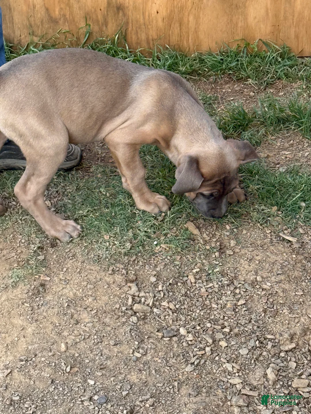Cane Corso dogs for sale: Cane Corso Puppy 3 - Ad 2