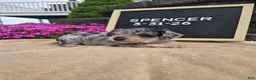 Miniature Schnauzer dogs for sale: Spencer - Ad 1