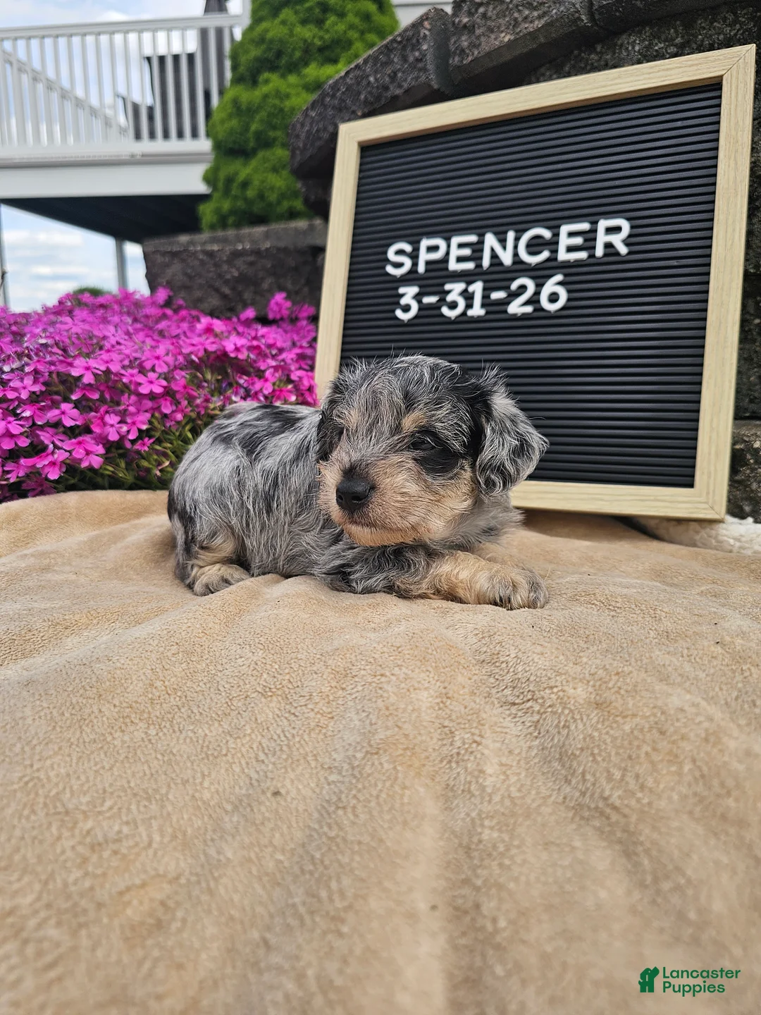 Miniature Schnauzer dogs for sale: Spencer - Ad 1