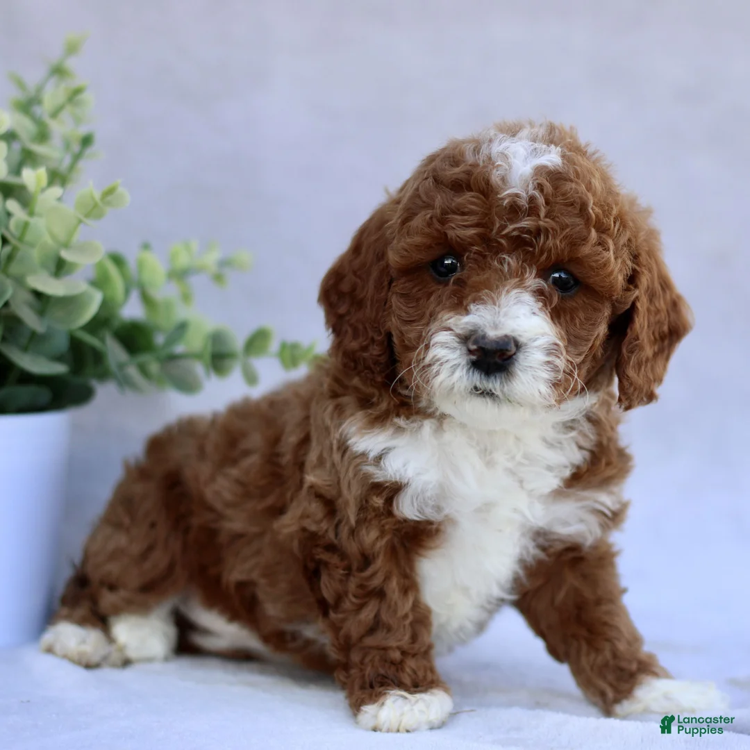 Mini Goldendoodle dogs for sale: Tasha  - Ad 1