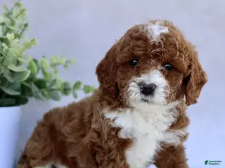 Mini Goldendoodle dogs for sale: Tasha - Ad 2