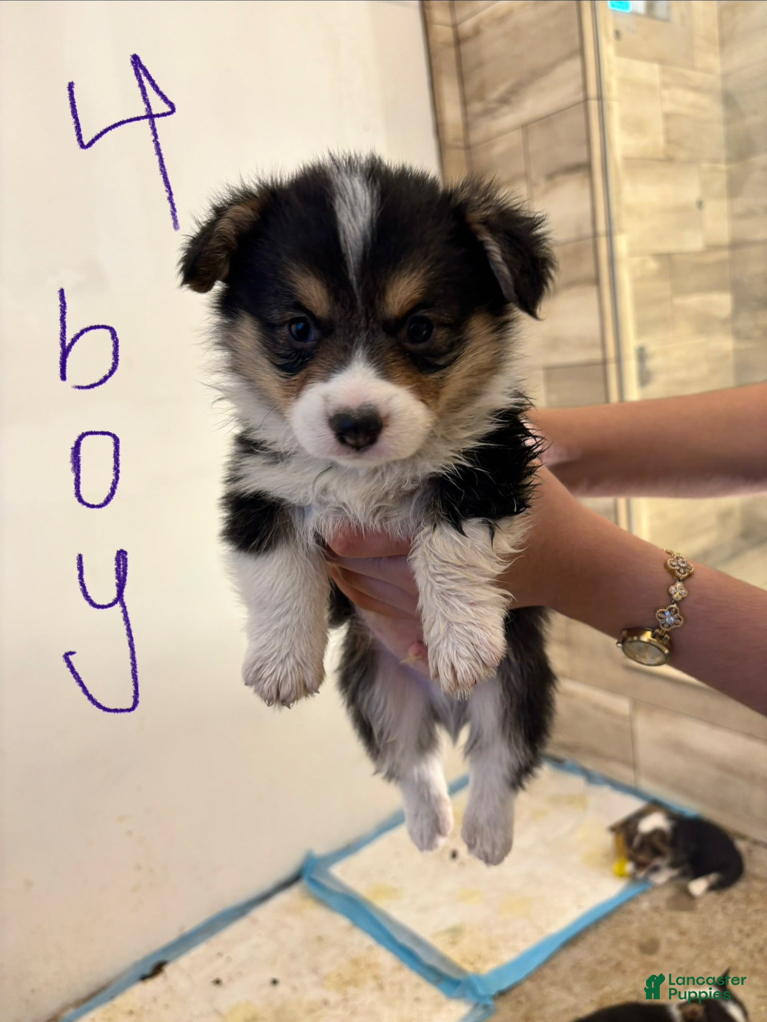 Mixed Breed dogs Mixed Breed Puppy 4 - Ad 34