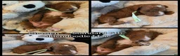 Goldendoodle dogs for sale: Chasten  - Ad 1