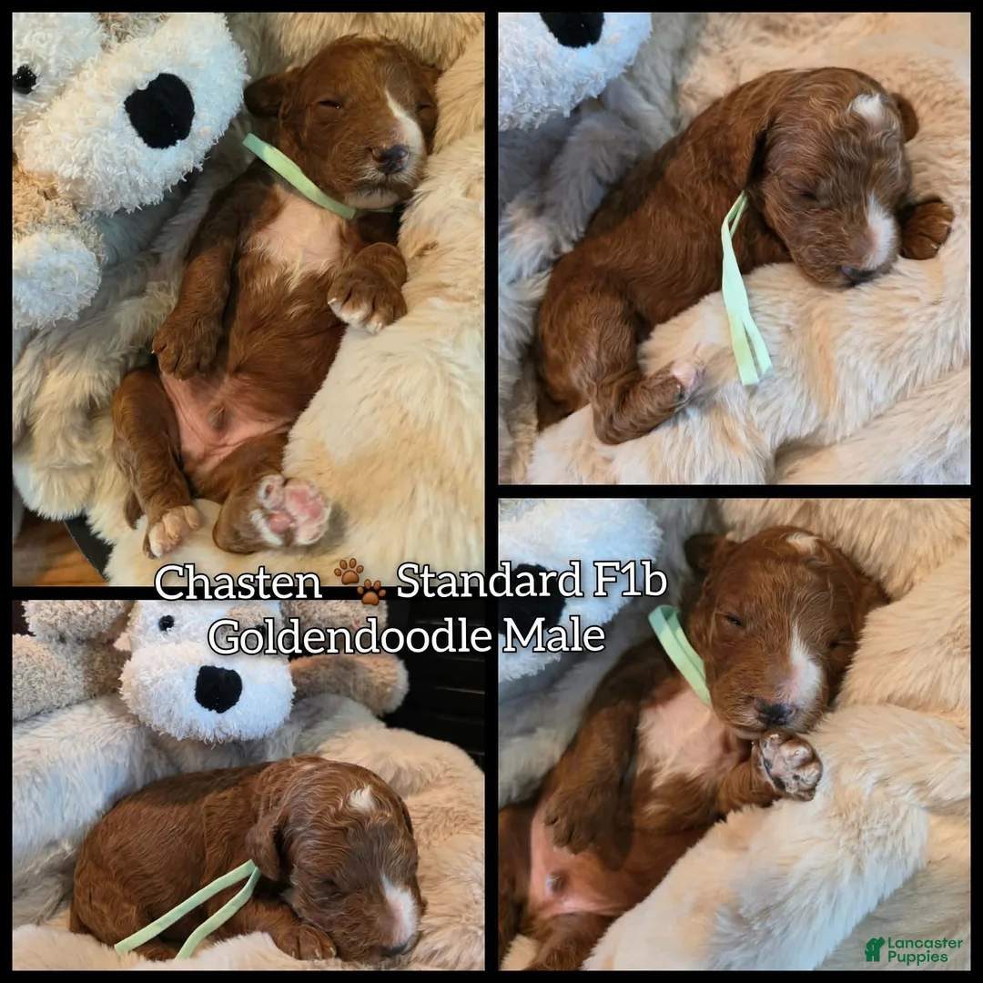 Goldendoodle dogs for sale: Chasten  - Ad 1