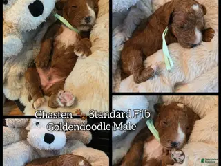 Goldendoodle dogs for sale: Chasten - Ad 1