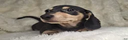 Miniature Dachshund dogs for sale: Miniature Dachshund Male - Ad 2