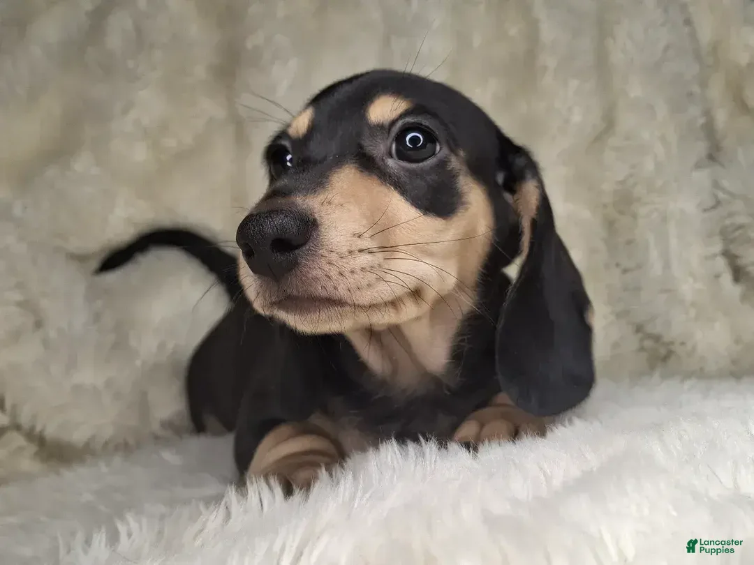 Miniature Dachshund dogs for sale: Miniature Dachshund Male - Ad 2