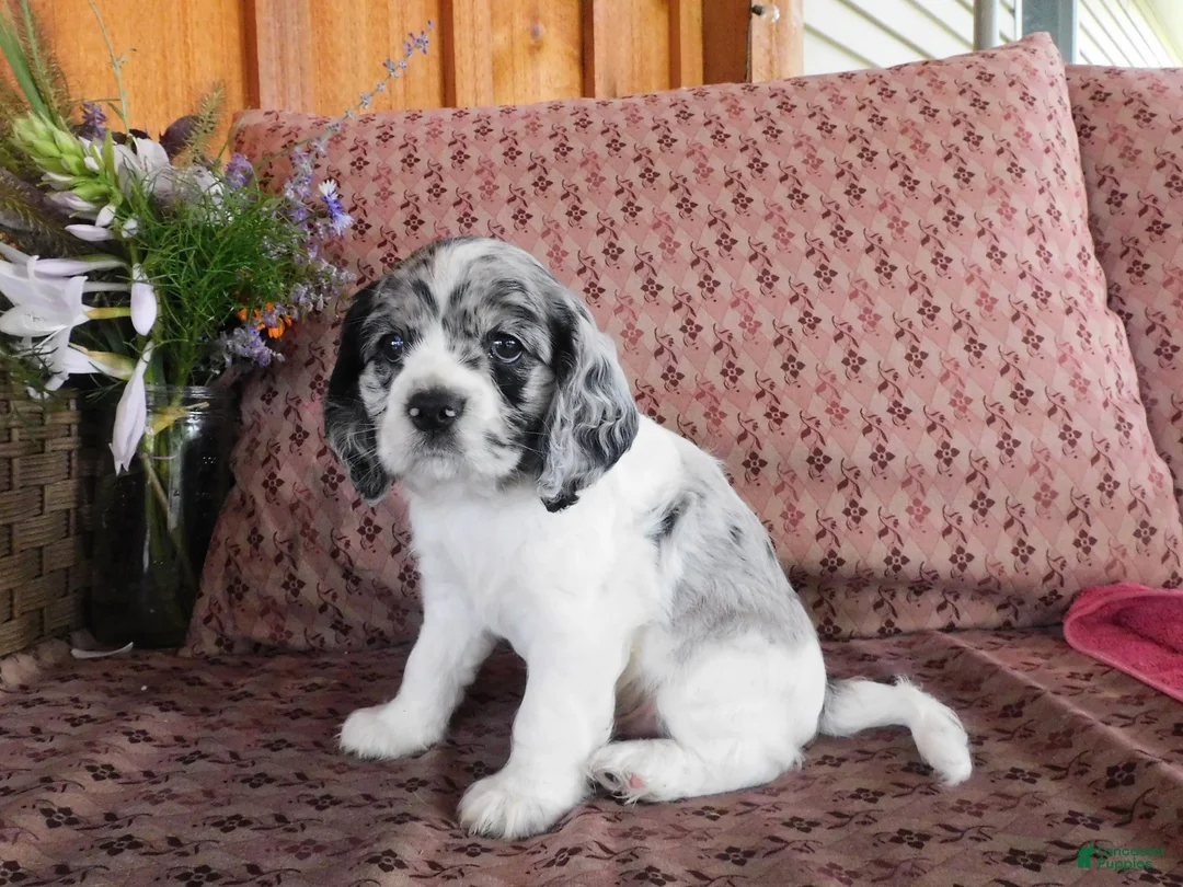 Cockalier dogs for sale: Alaska  - Ad 6