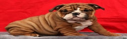 English Bulldog dogs for sale: Kendra - Ad 4