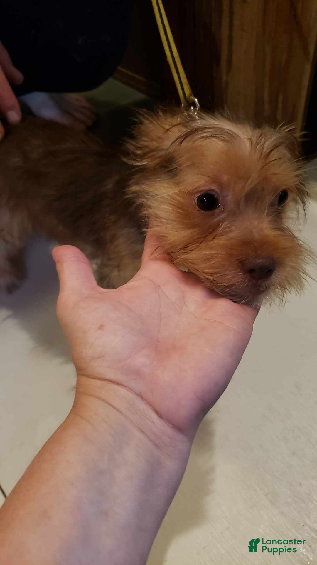 Yorkshire Terrier dogs Coco - Ad 1