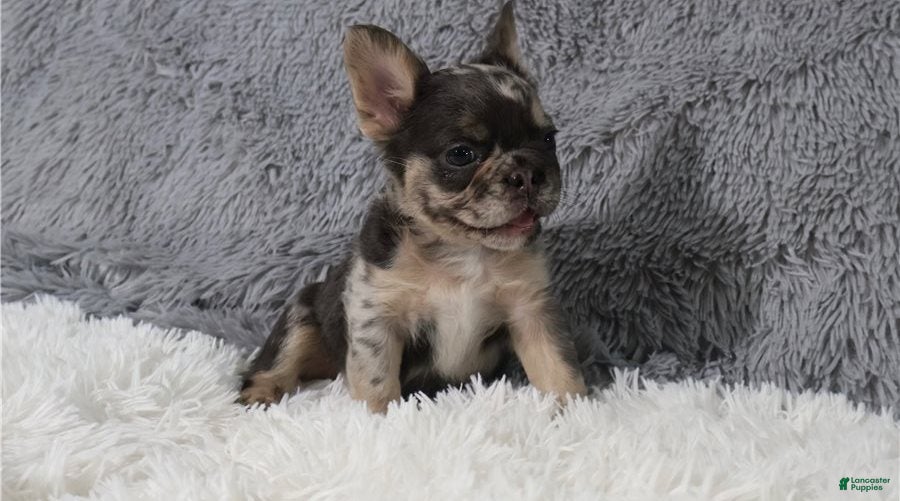 French Bulldog dogs French Bulldog 5 - Ad 11