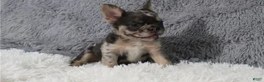 French Bulldog 5