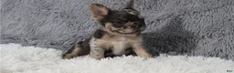 French Bulldog dogs for sale: French Bulldog 5 - Ad 1