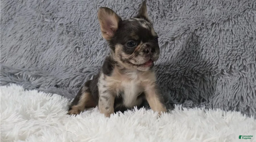 French Bulldog dogs for sale: French Bulldog 5 - Ad 1