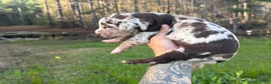 Catahoula Leopard Dog Puppy 8