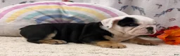 English Bulldog dogs for sale: Bruce - Ad 1