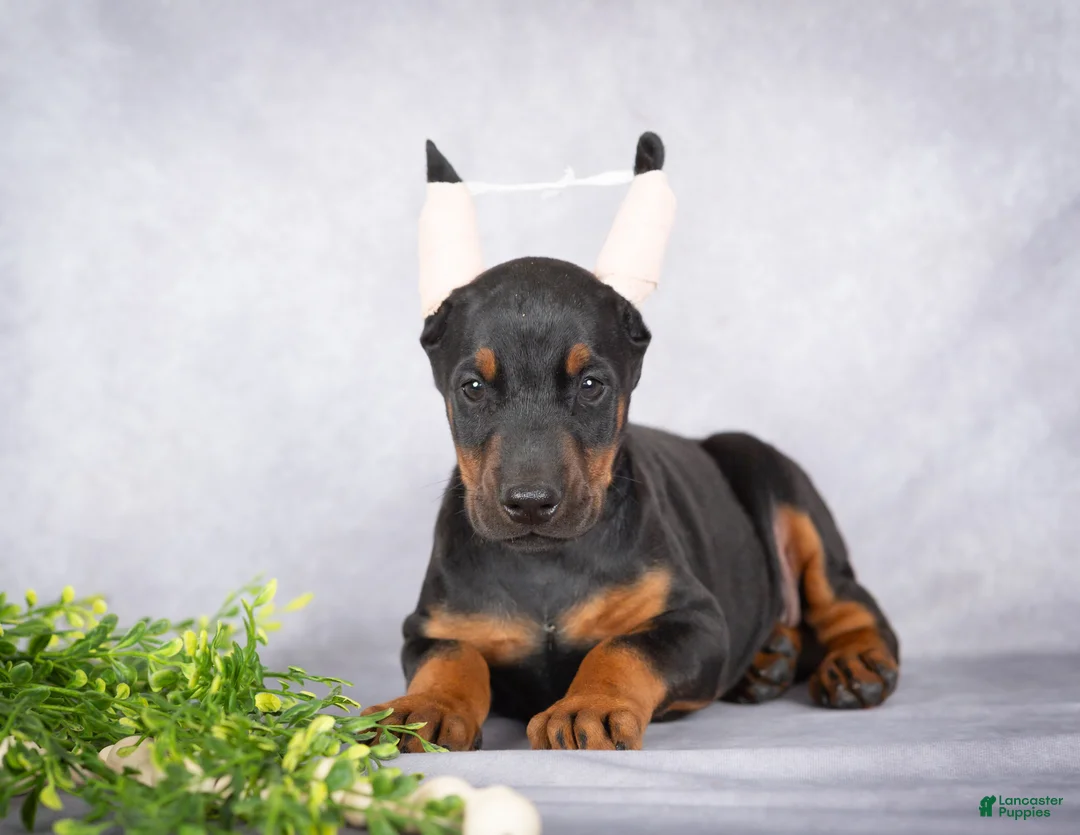 Doberman Pinscher dogs for sale: Kingston - Ad 1