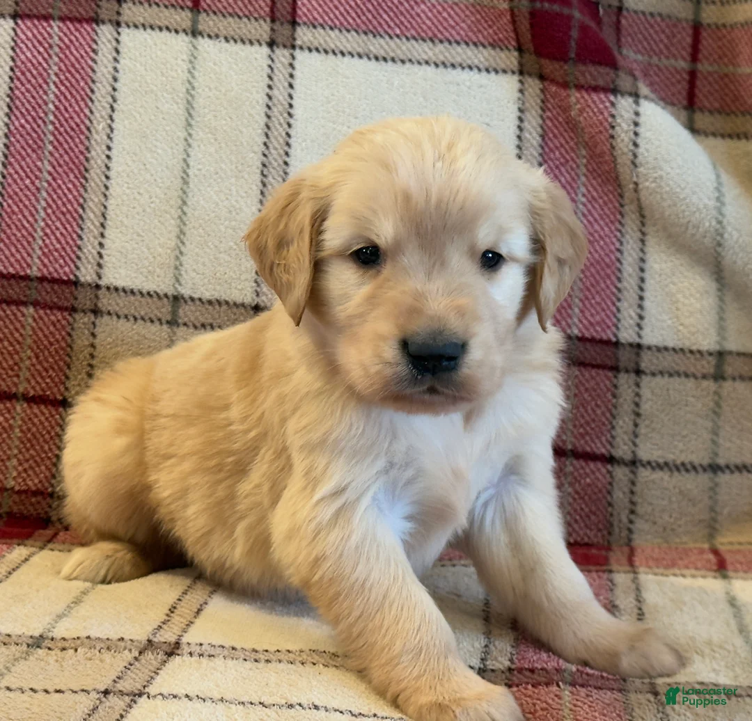 Golden Retriever dogs for sale: Sammy - Ad 5